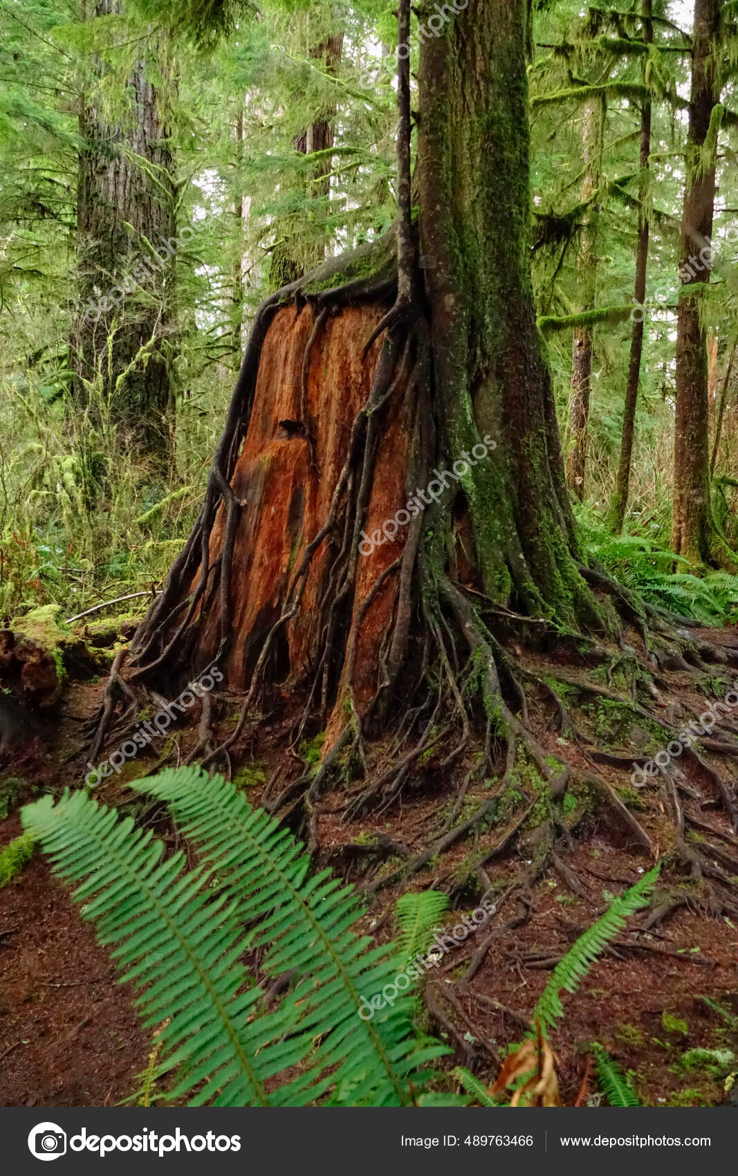 VERTICAL: Raízes de um pinheiro alto crescem sobre um toco velho decaindo  na floresta tropical Hoh fotos, imagens de © Prostock #489763466